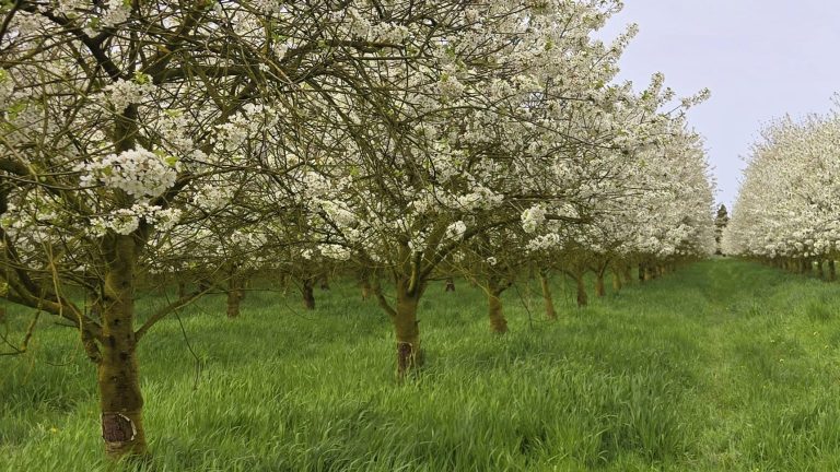Zonnig lenteweer dit weekend, nachten blijven fris