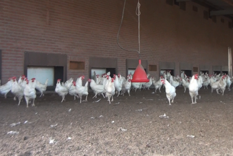 Zorgen over oprukkende vogelgriep: ‘Ik zie van alles overvliegen, je bent machteloos’