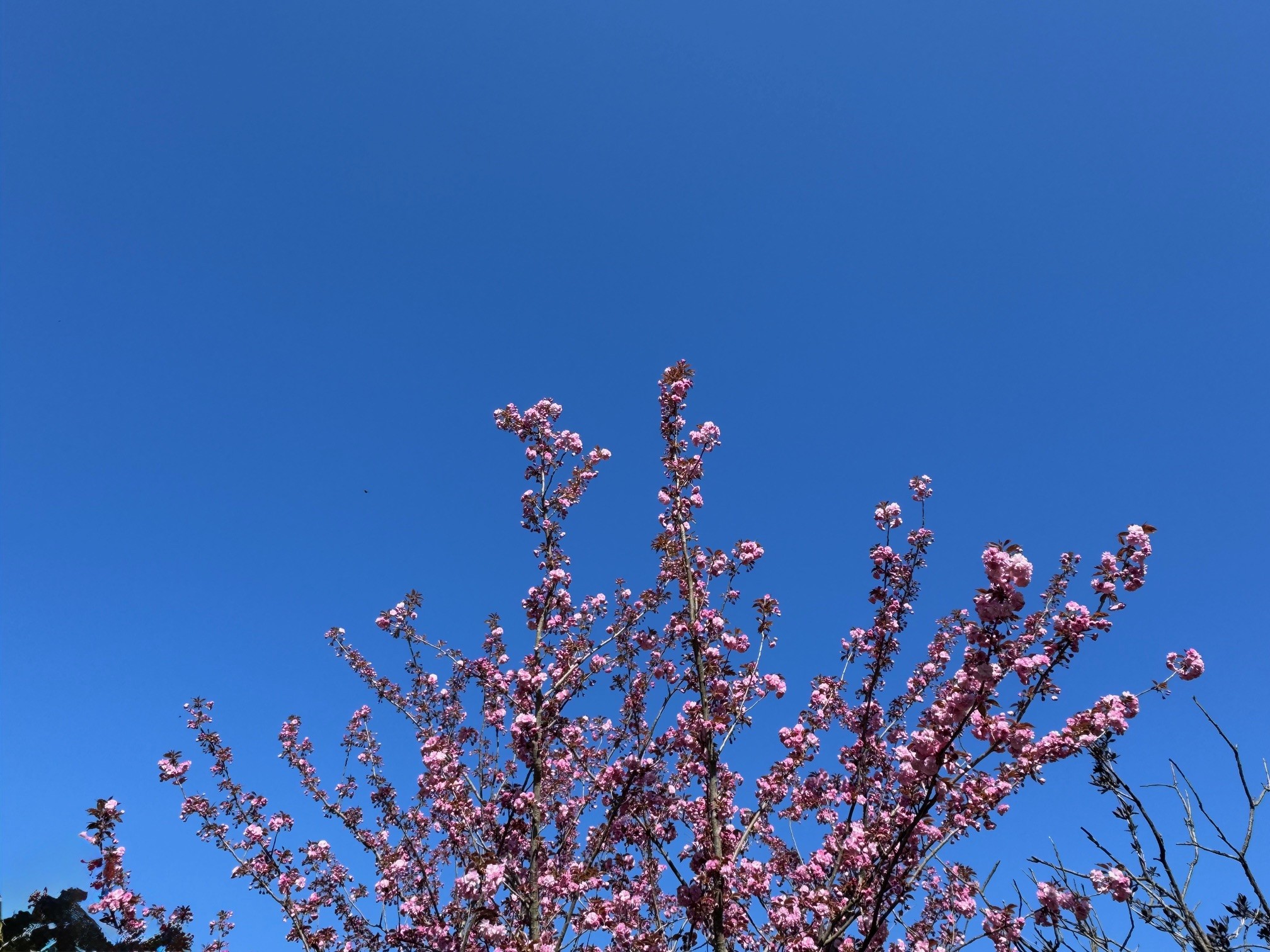 Rustig en droger lenteweer op komst in Midden-Limburg