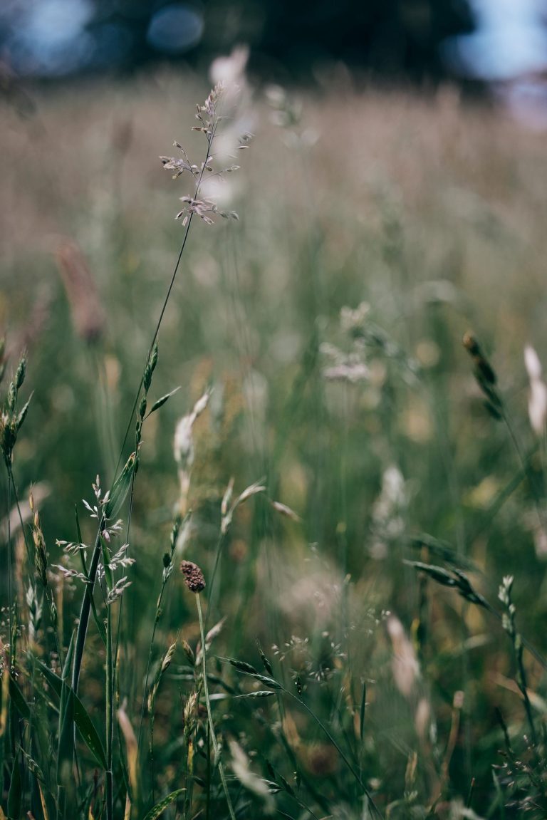Weert pakt samen met LLTB en Natuurmonumenten vervuiling Moeselpeel aan