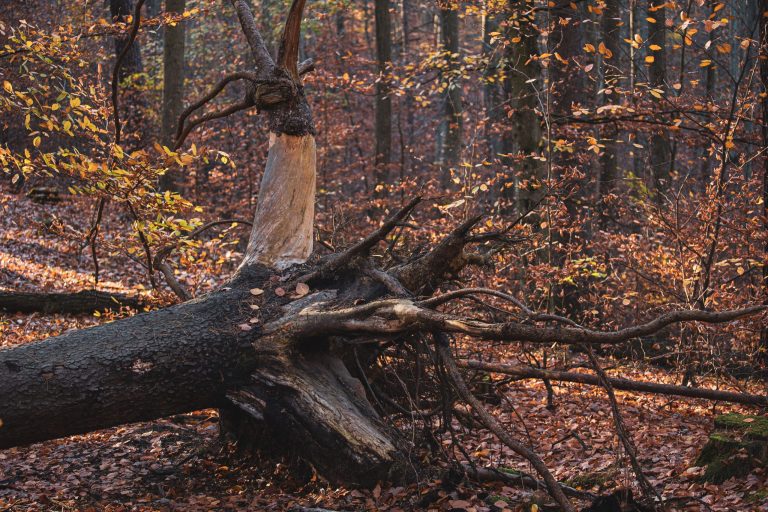 Storm Austen in Midden-Limburg: omgevallen bomen en geannuleerde spokentocht